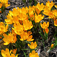 Крокус Крупноцветковый Yellow Mammouth Крокус Крупноцветковый Yellow Mammouth