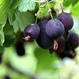 Крыжовник Черносливовый Крыжовник Черносливовый