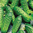 Огурец  Вихрь F1