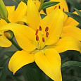 Лилия Yellow County