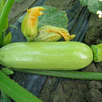 Кабачок Камили F1