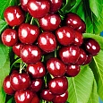 Черешня Итальянка