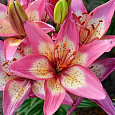Лилия азиатская горшечная Элегант Джой