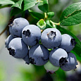 Голубика высокорослая Сиерра Голубика высокорослая Сиерра