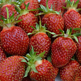 Земляника садовая Кокинская ранняя