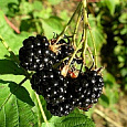 Ежевика садовая Гималаи