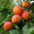 Абрикос обыкновенный Хабаровский Абрикос обыкновенный Хабаровский