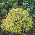 Кипарисовик горохоплодный Filifera Aurea Nana