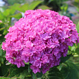 Гортензия крупнолистовая Ю энд ми тугезе Гортензия крупнолистовая Ю энд ми тугезе