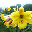 Лилия трубчатая Йеллоу Планет Лилия трубчатая Йеллоу Планет
