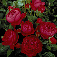 Роза чайно-гибридная Аскот (Rose Ascot)
