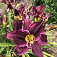 Лилейник гибридный Грэйп Велвет