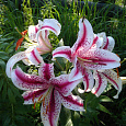 Лилия Восточная Tiger Лилия Восточная Tiger