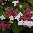 Гортензия пильчатая Rosalba Гортензия пильчатая Rosalba