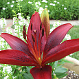 Лилия азиатская Блэк Аут