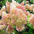 Гортензия метельчатая Диамантино
