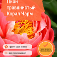 Пион травянистый Корал Чарм