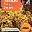 Гейхерелла Солар Эклипс