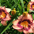 Лилейник гибридный Овесом Блоссом Лилейник гибридный Овесом Блоссом