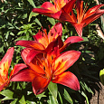 Лилия ЛА-гибрид Фиамма Лилия ЛА-гибрид Фиамма