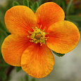 Лапчатка кустарниковая Hopley's Orange Лапчатка кустарниковая Hopley's Orange