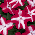 Бальзамин Баланс Ред Стар