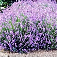 Лаванда узколистная Нана Альба