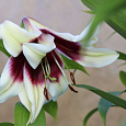 Лилия видовая Куси Мая Лилия видовая Куси Мая