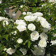 Роза флорибунда Сноу Вайт
