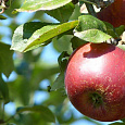 Яблоня Мартовское Яблоня Мартовское