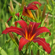 Лилейник гибридный Кримсон Пират Лилейник гибридный Кримсон Пират