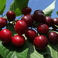 Черешня Итальянка