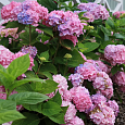 Гортензия крупнолистная Bouquet Rose Гортензия крупнолистная Bouquet Rose
