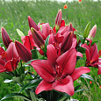 Лилия азиатская Ред Каунти Лилия азиатская Ред Каунти