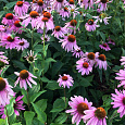 Эхинацея пурпурная Даблдекер