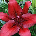 Лилия Ла-гибрид Ориджинал Лав Лилия Ла-гибрид Ориджинал Лав