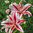 Лилия восточная Диззи Лилия восточная Диззи