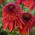Эхинацея пурпурная Эксцентрик