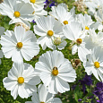Космея Сенсация Белая