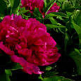Пион древовидный Red Flower Hidden Among Twigs