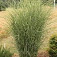 Мискантус китайский Монинг Лайт